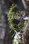 Willowleaf aster